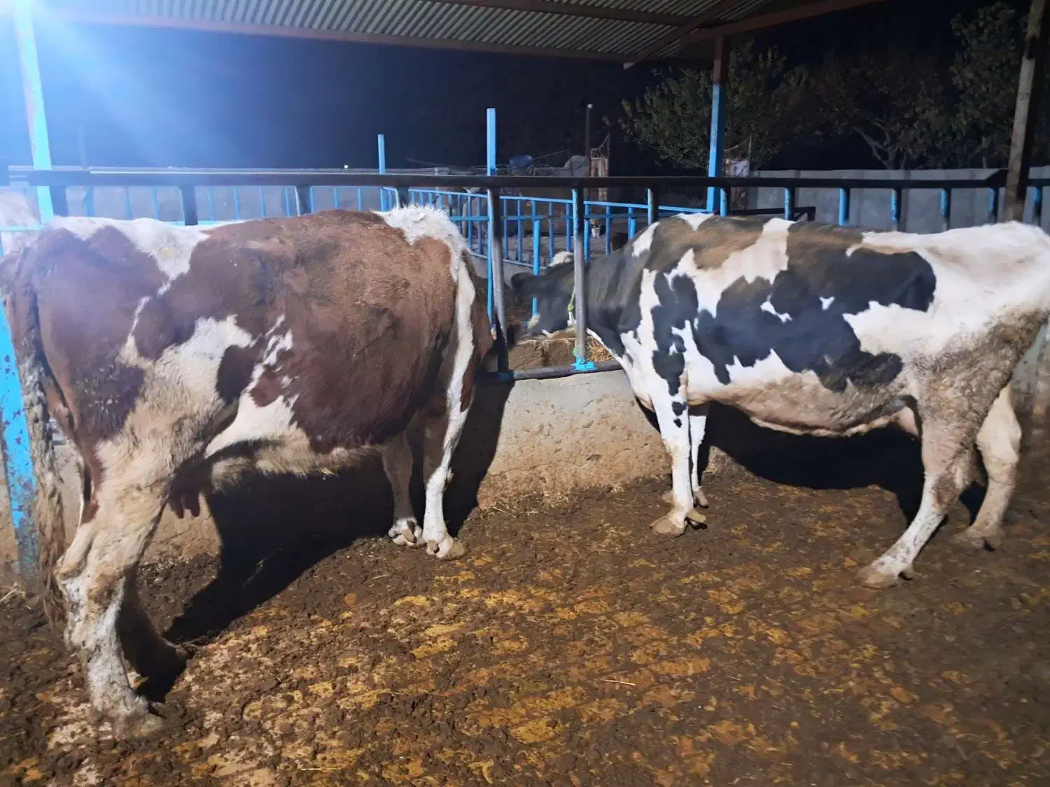 گاو ابستن|حیوانات مزرعه|اقبالیه, |دیوار