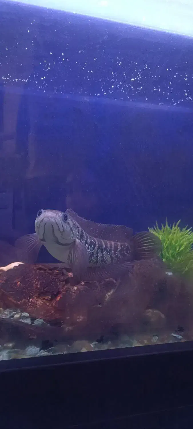 چانا|ماهی|تهران, مشیریه|دیوار