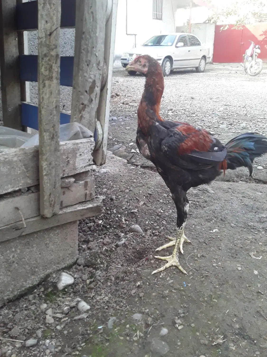 جوجه لاری|حیوانات مزرعه|رشت, فلسطین|دیوار