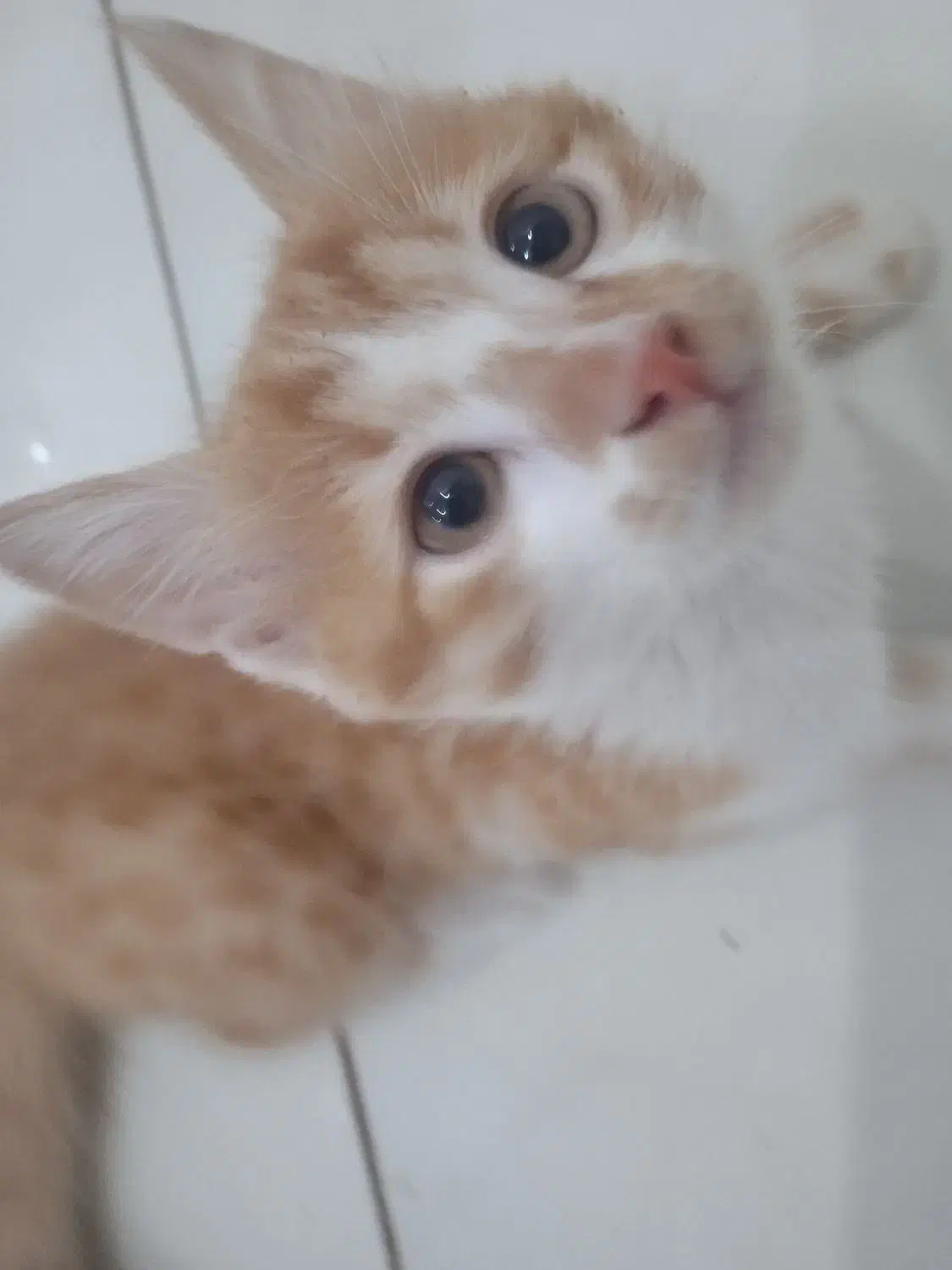 واگذاری بچه گربه|گربه|کرمان, |دیوار