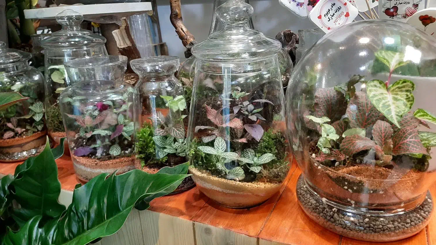 انواع تراریوم/شیشه ای/گل آپارتمانی/تراریوم شیشه ای|گل و گیاه طبیعی|فردیس, فردیس|دیوار