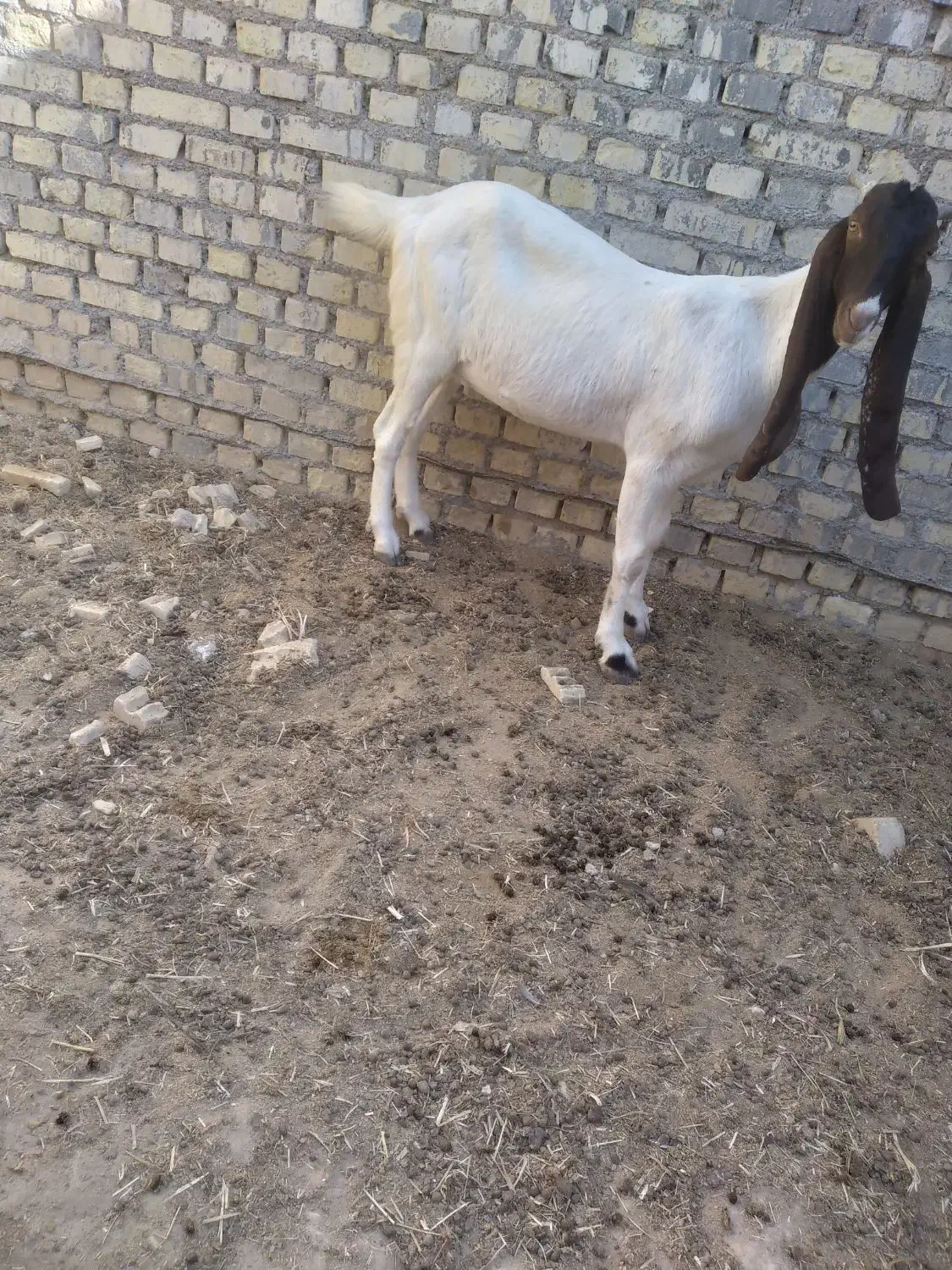 بزافعانی|حیوانات مزرعه|باوی, |دیوار