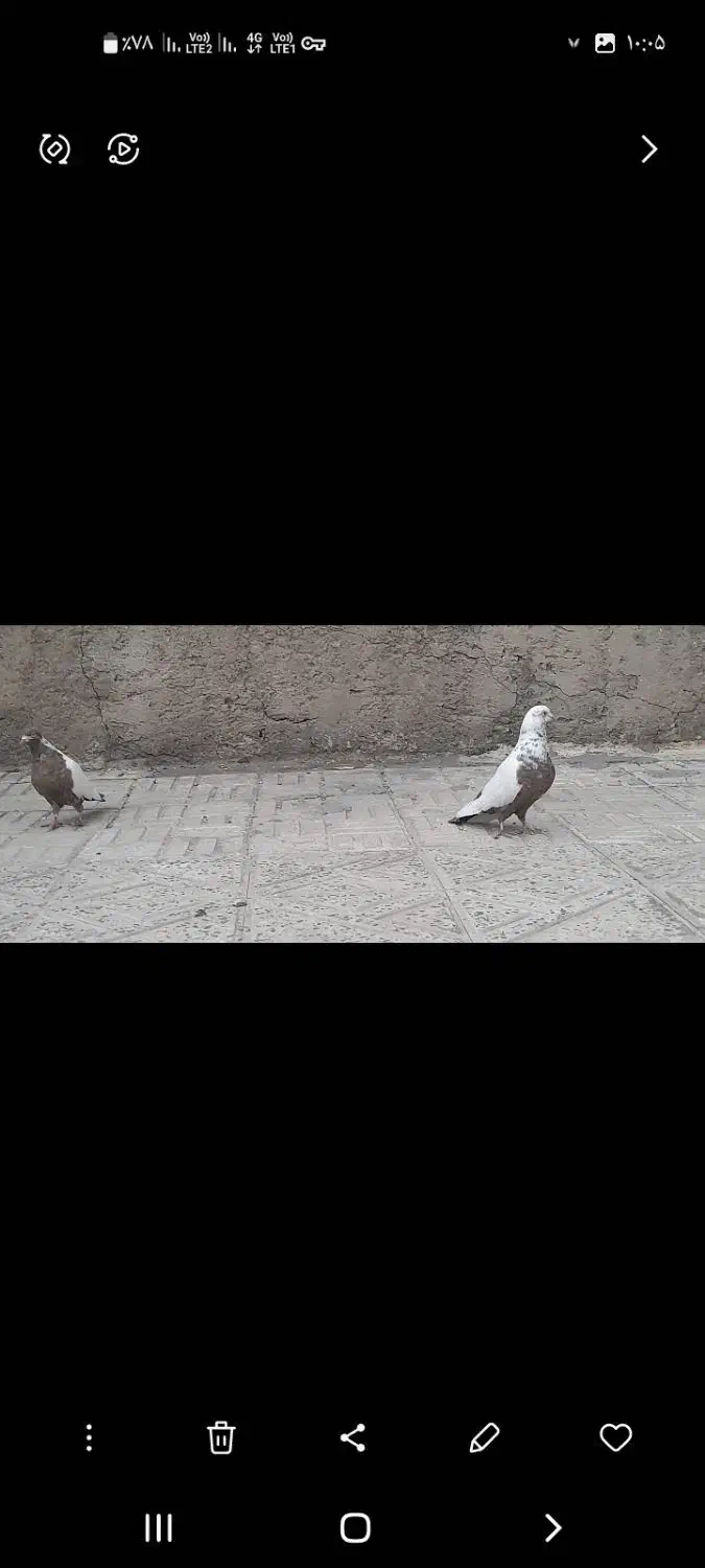 کفتر فروشی|پرنده|بیجار, |دیوار