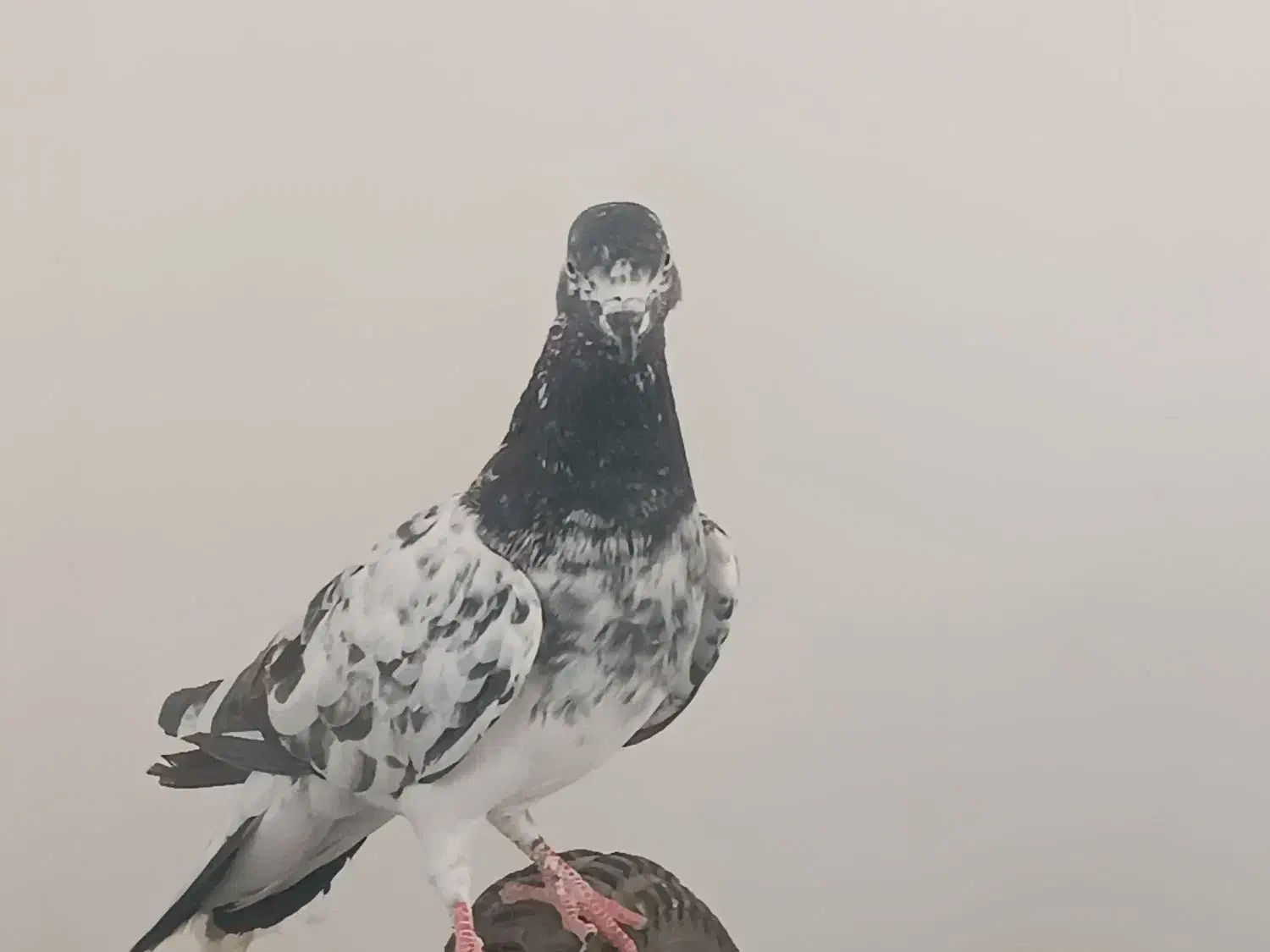 کبوتر شامی|پرنده|چابهار, |دیوار