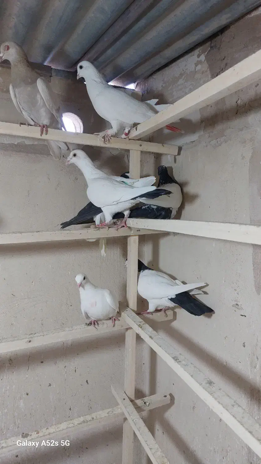 رنگی یجایی|پرنده|قم, انسجام|دیوار