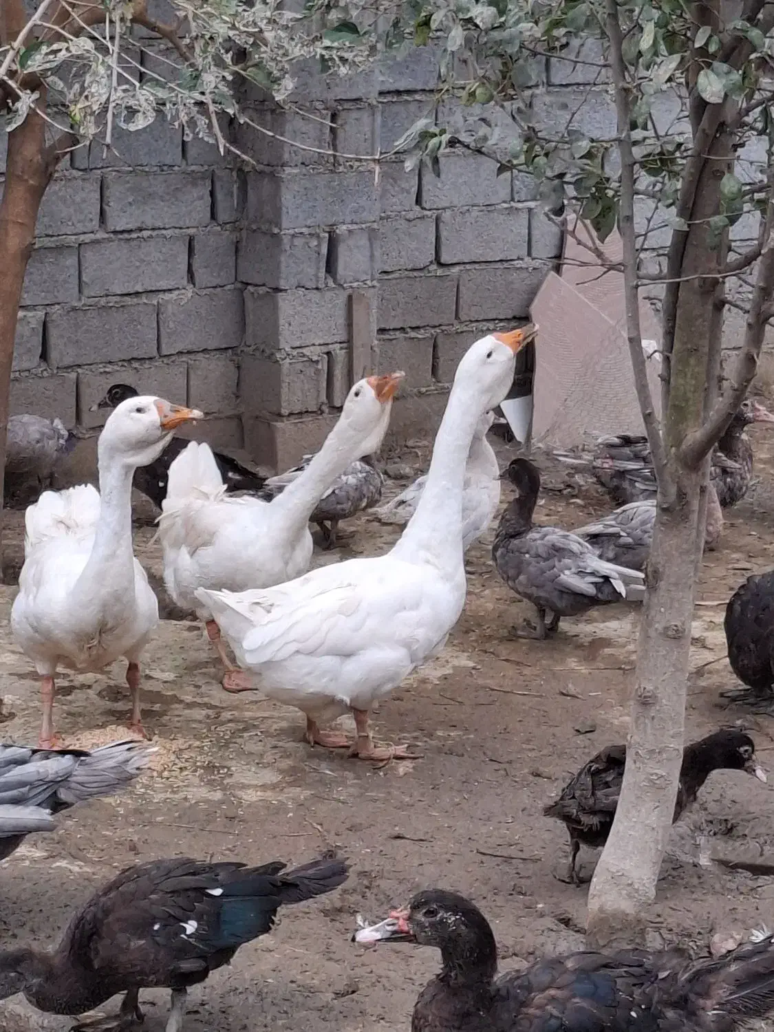 دو عدد قو غاز لیندا نر اصیل|حیوانات مزرعه|آمل, |دیوار