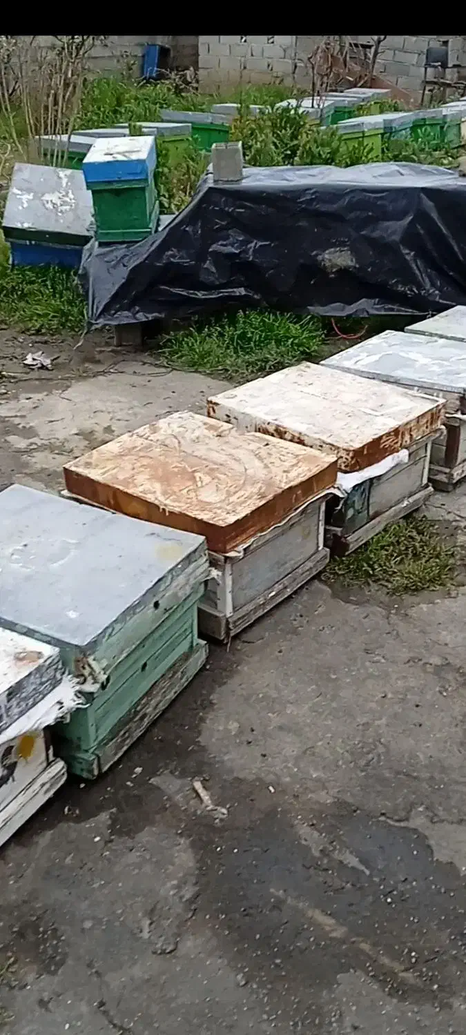 کندو چوبی زنبور عسل|لوازم جانبی حیوانات|فرح آباد, |دیوار