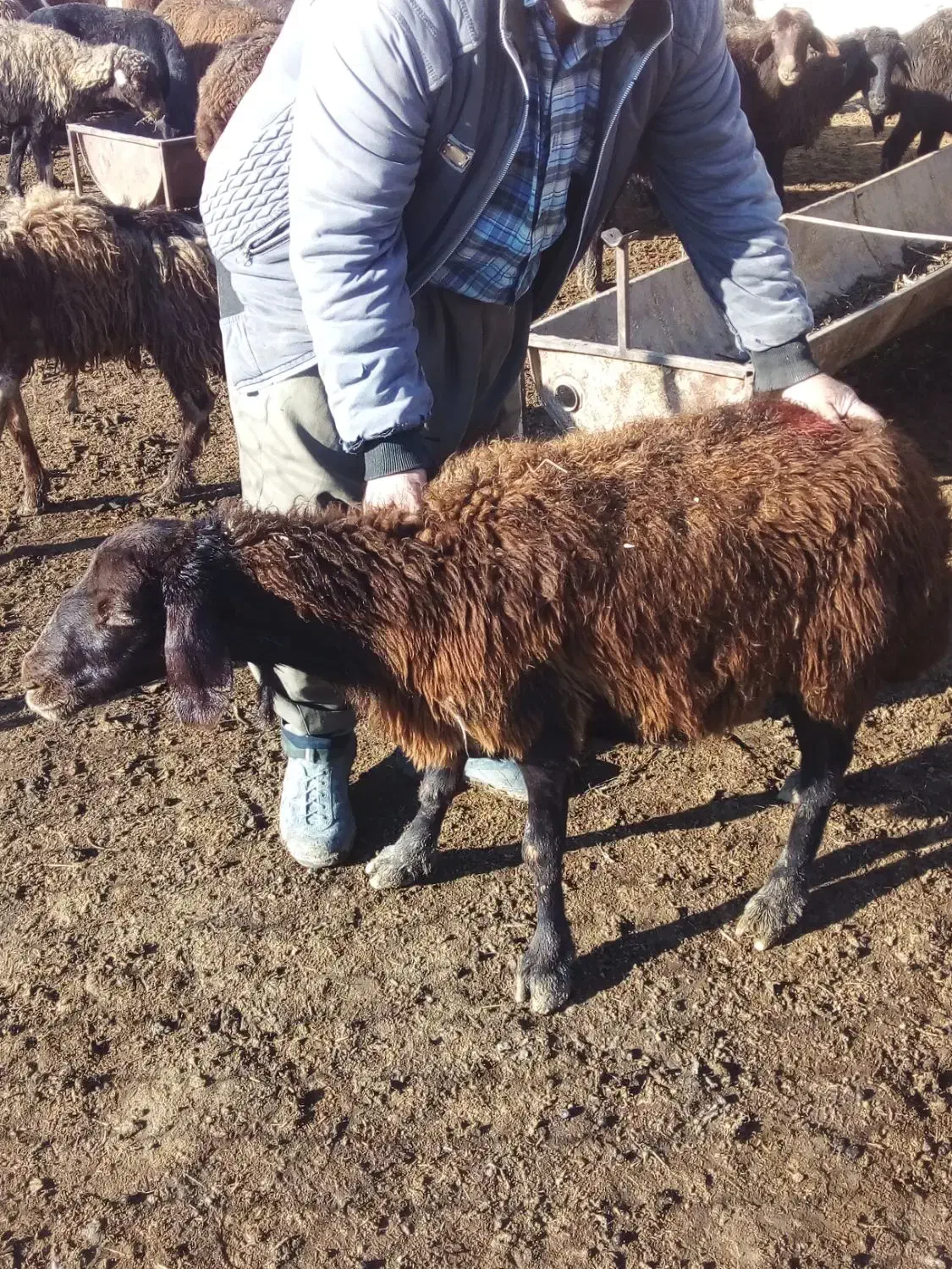 فروش گوسفند ماده|حیوانات مزرعه|محمدبار, |دیوار