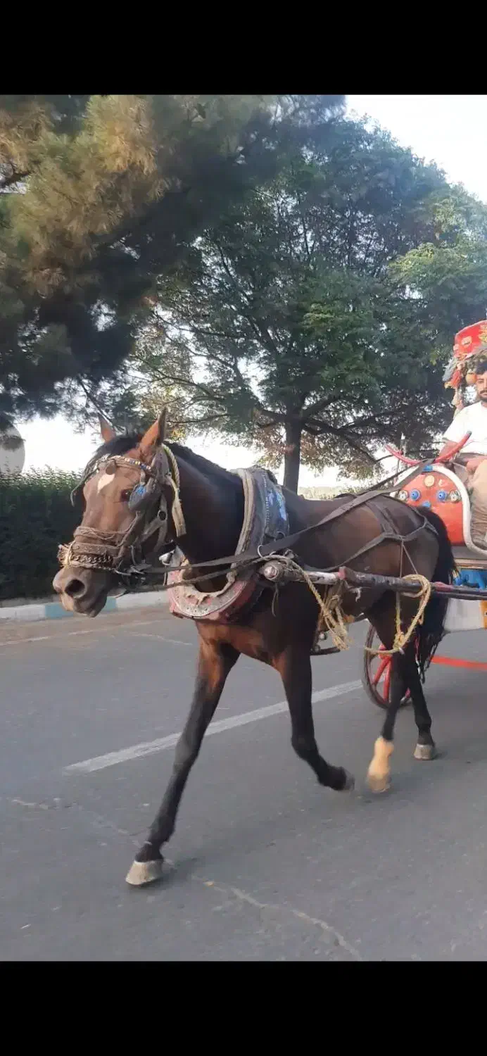 اسب کالسکه سیاه کهر سن 6سال دست پا سالم|اسب و تجهیزات اسبسواری|نیشابور, عطار|دیوار