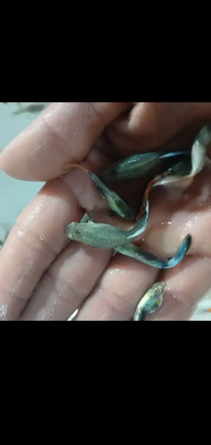 بچه ماهی گوپی|ماهی|بجنورد, |دیوار