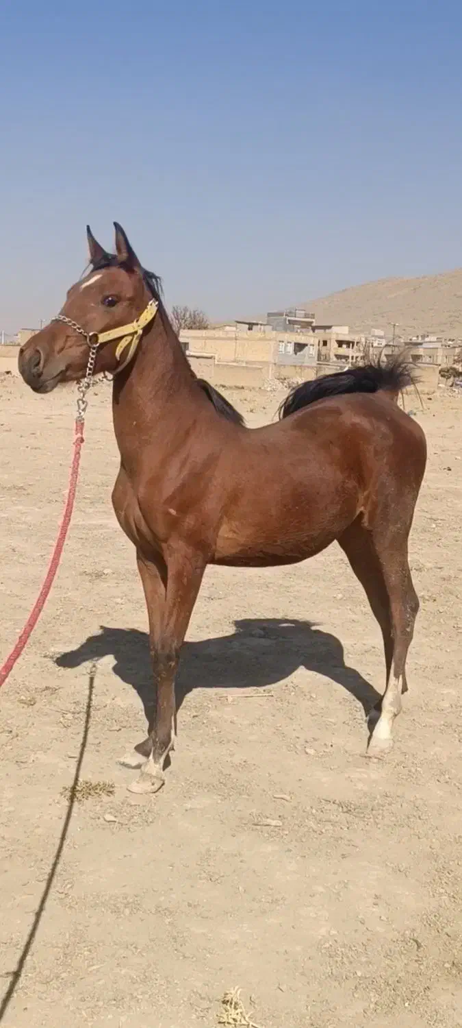 اسب|اسب و تجهیزات اسب‌سواری|شهرکرد, |دیوار