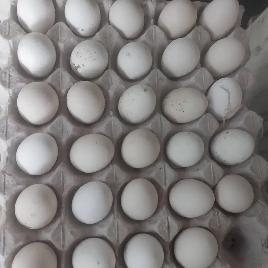 تخم نطفه دار گلین|حیوانات مزرعه|رشت, تازه آباد|دیوار