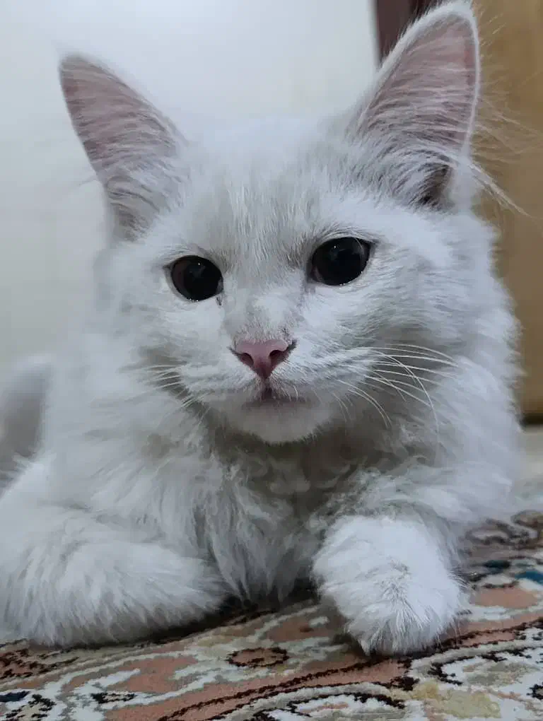 گربه پرشین خانگی|گربه|سقز, |دیوار