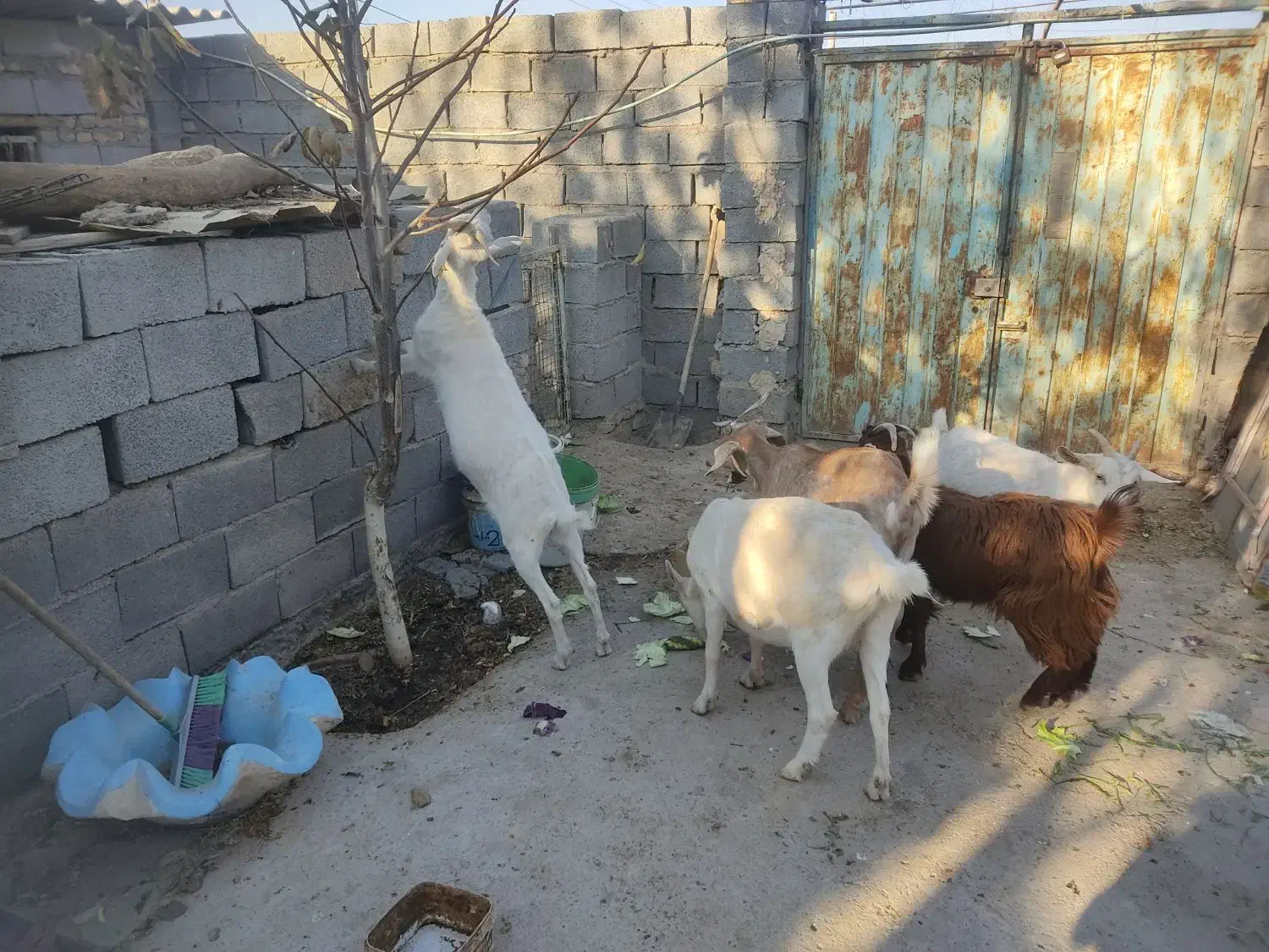 بز سانن و آلپاین در فریمان|حیوانات مزرعه|فریمان, |دیوار