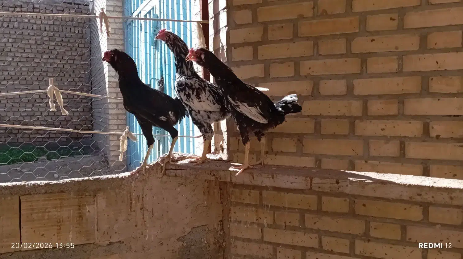 مرغ لاری|حیوانات مزرعه|جوادآباد, |دیوار