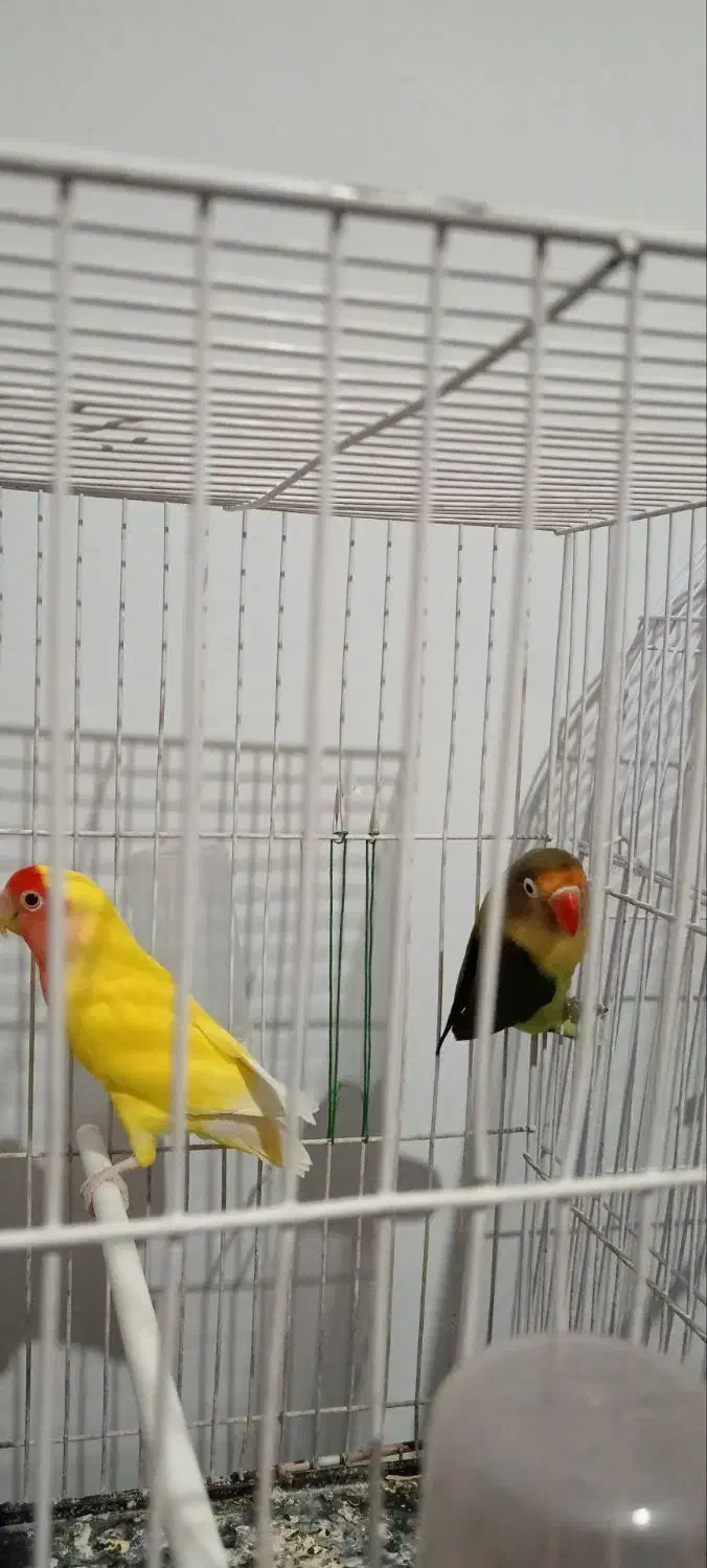 کوتوله برزیلی|پرنده|گلبهار, شهر جدید گلبهار|دیوار