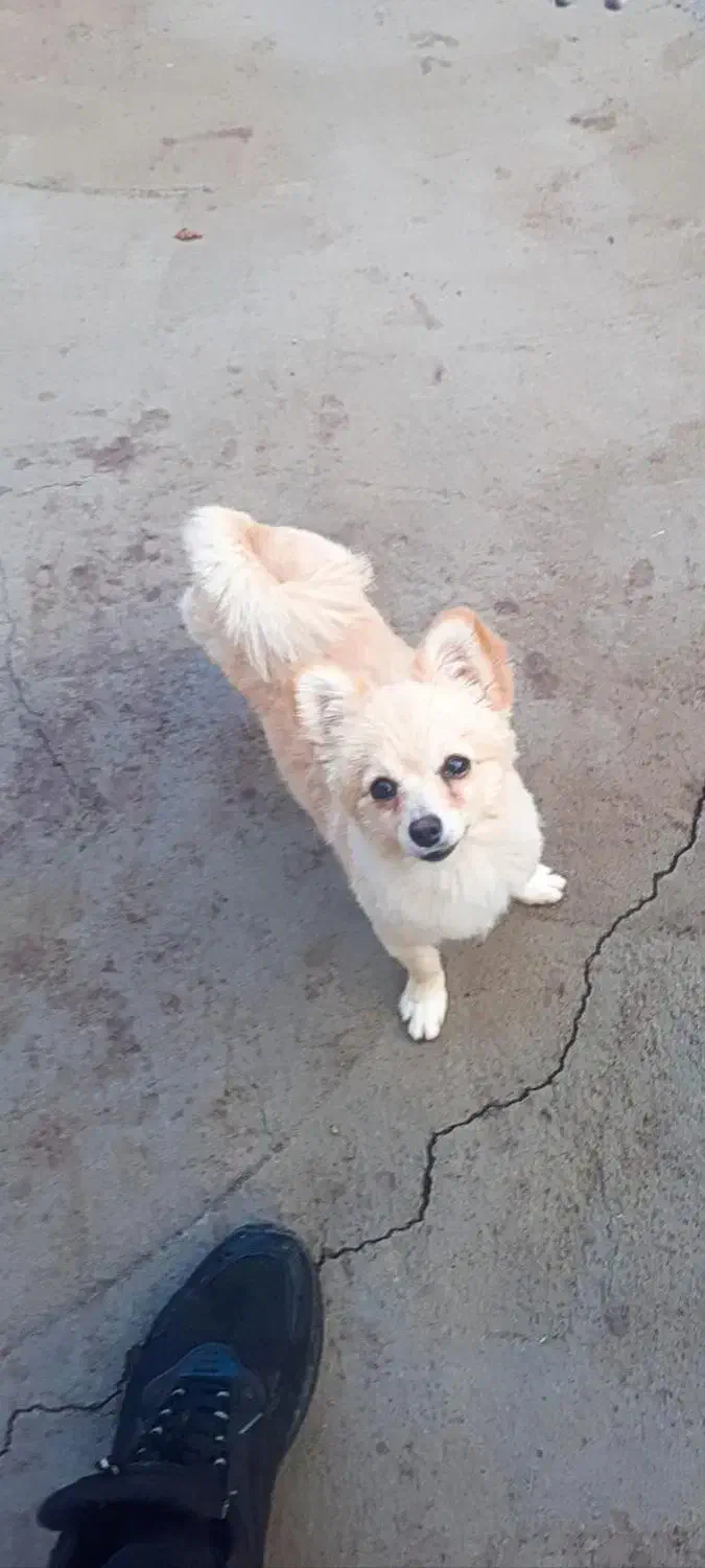 پامر روباهی|سگ|مرند, |دیوار