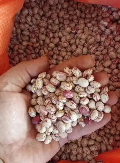 لوبیا چیتی|خوردنی و آشامیدنی|ارومیه, |دیوار