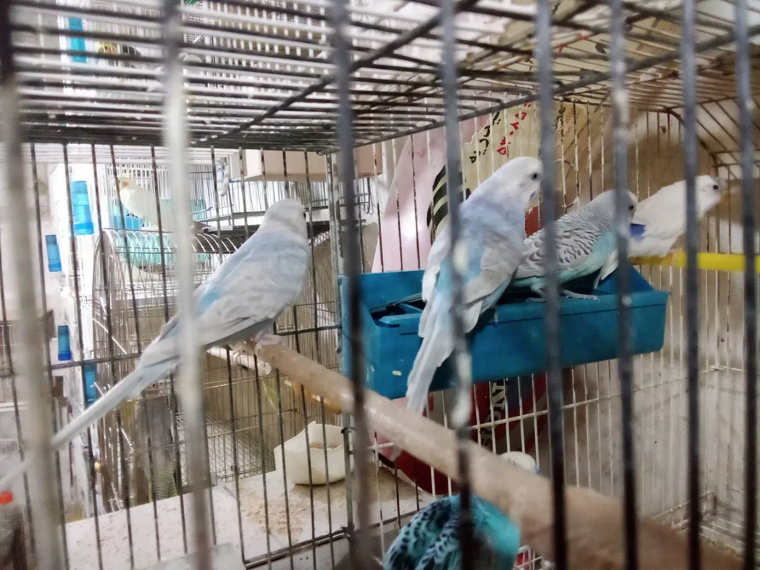 مرغ عشق بالغ نر|پرنده|تربتحیدریه, حسنی بالا|دیوار