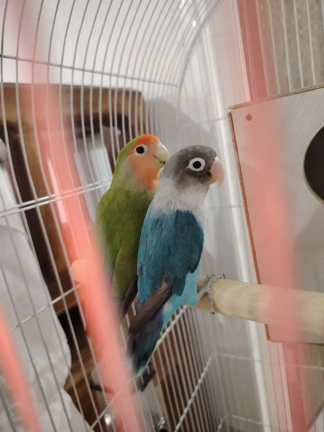 یک جفت طوطی کوتوله‌|پرنده|زرند, |دیوار