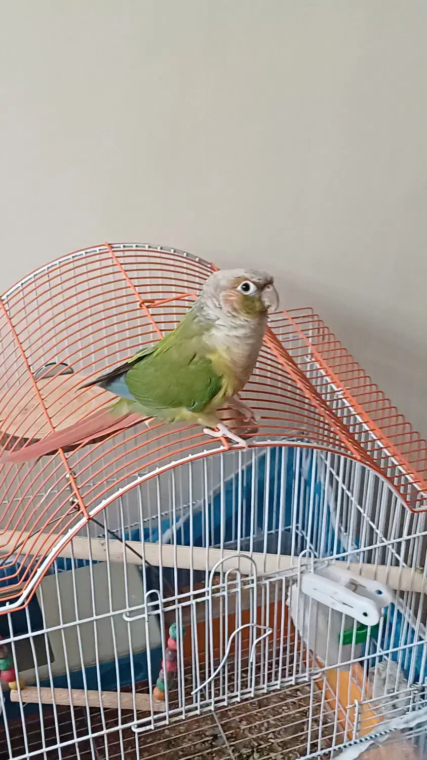 طوطی گمشده|حیوانات|رفسنجان, |دیوار