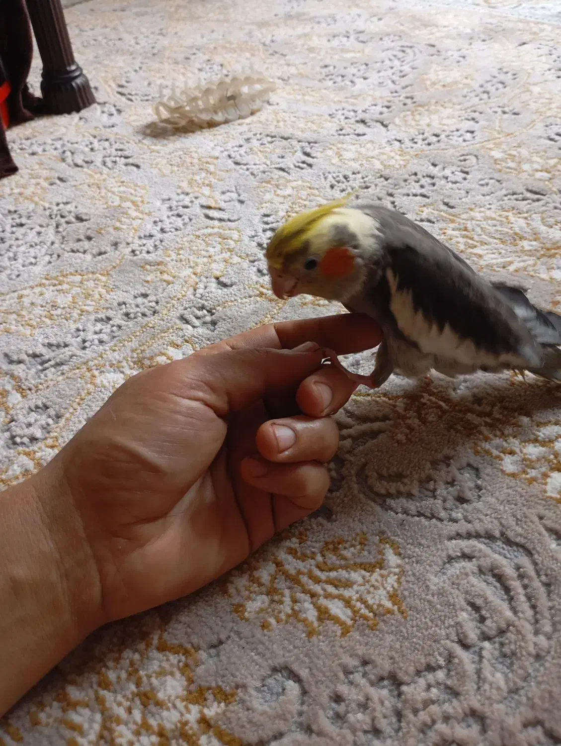 گمشده|حیوانات|بروجرد, |دیوار