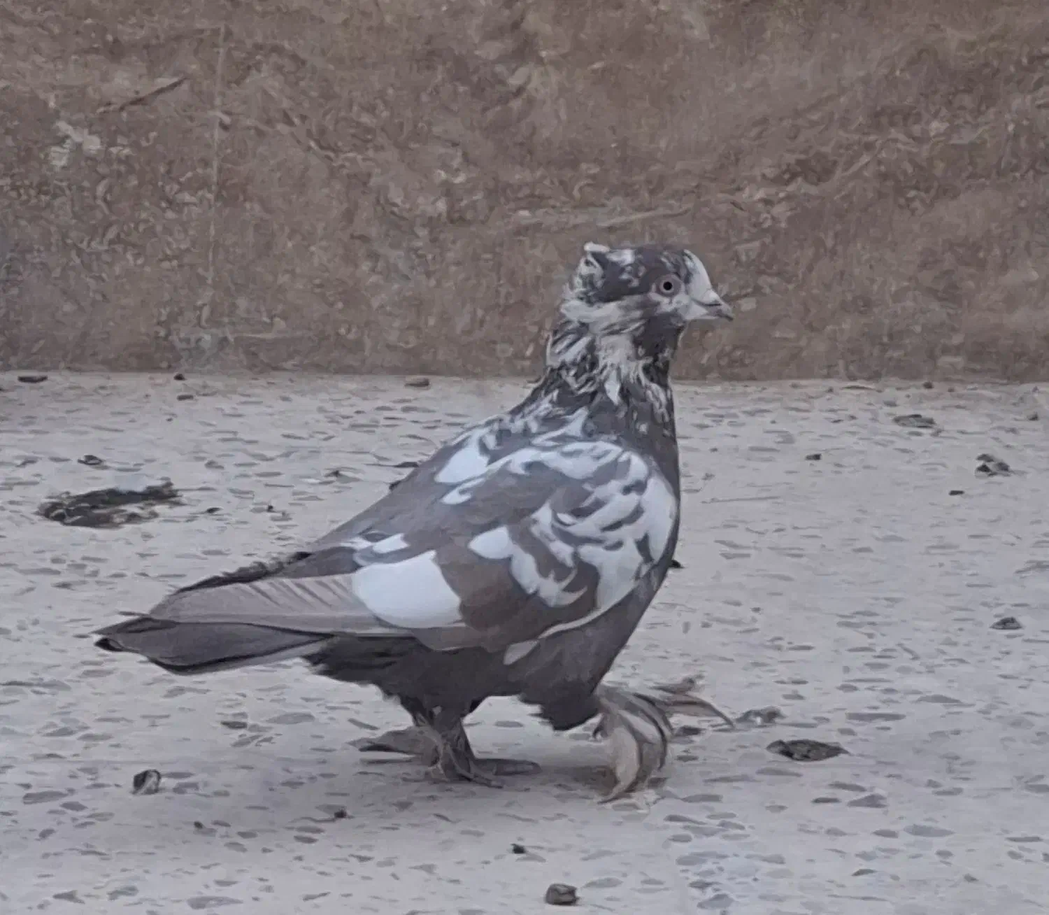 کبوتر|پرنده|شیراز, مسکن مهر شیراز|دیوار