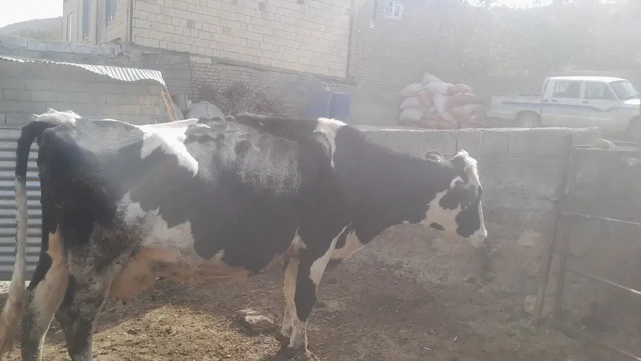 گاو شیری|حیوانات مزرعه|چاپشلو, |دیوار