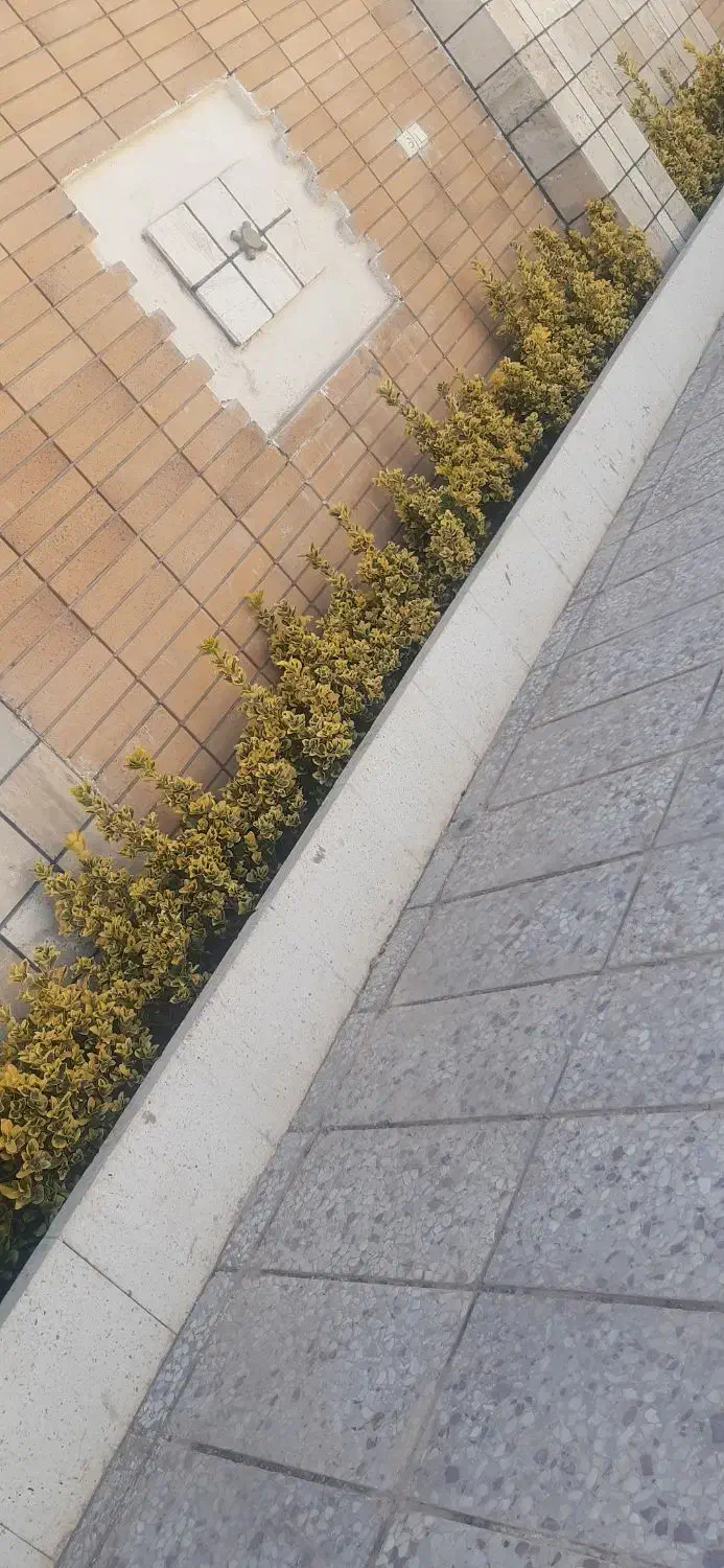 کلیه کارهای باغبانی درکوهپایه|خدمات باغبانی و درختکاری|کرمان, |دیوار