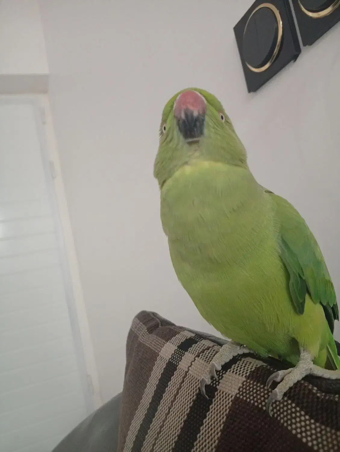 طوطی ملنگو آشتی خانگی حرف نمیزنه ولی بازیگوش هست|پرنده|منوجان, |دیوار