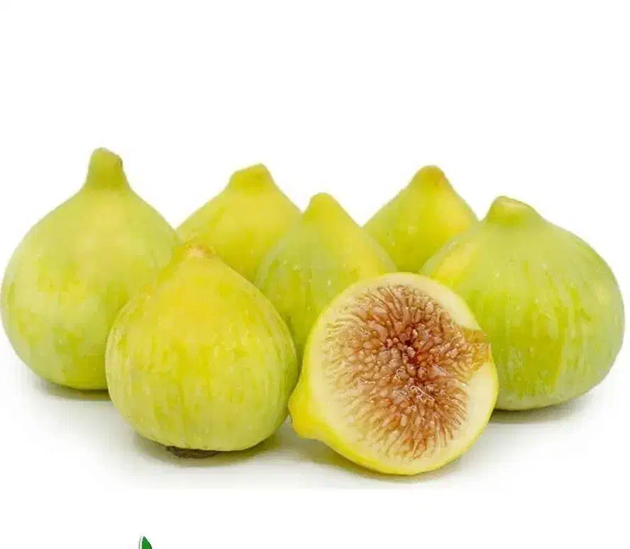 پیشفروش نهال انجیر عسلی با شرایط چک|خدمات باغبانی و درختکاری|بوکان, |دیوار