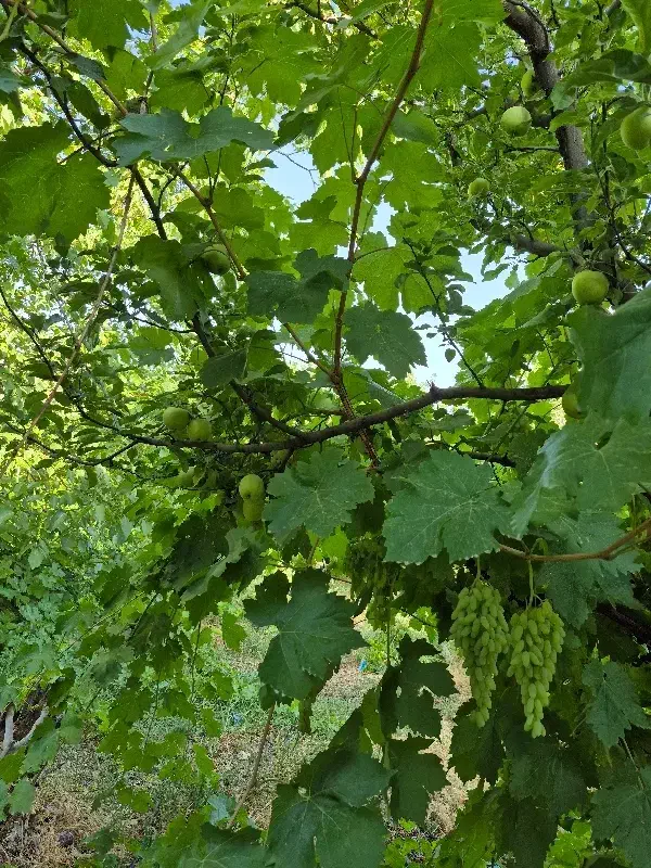 نگهبان ، کارگر|استخدام سرایداری و نظافت|سی‌سخت, |دیوار