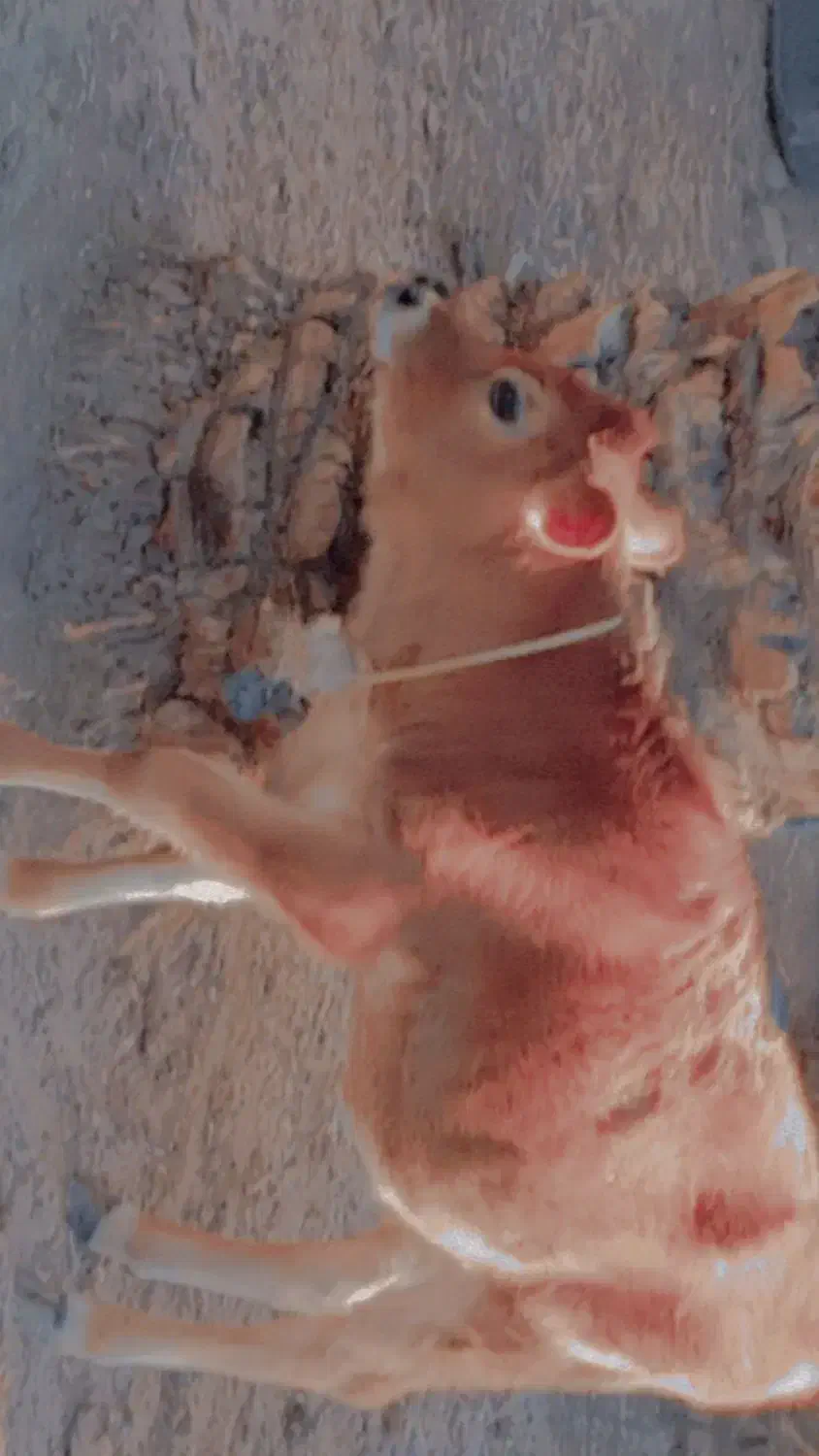 گاو گستر جرزی فروشی|حیوانات مزرعه|بم, |دیوار