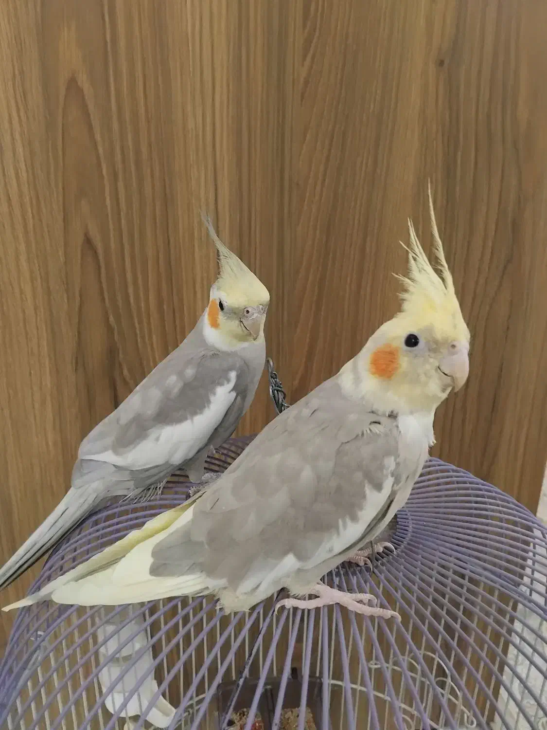 عروس هلندی|پرنده|هشتگرد, ینگی امام|دیوار