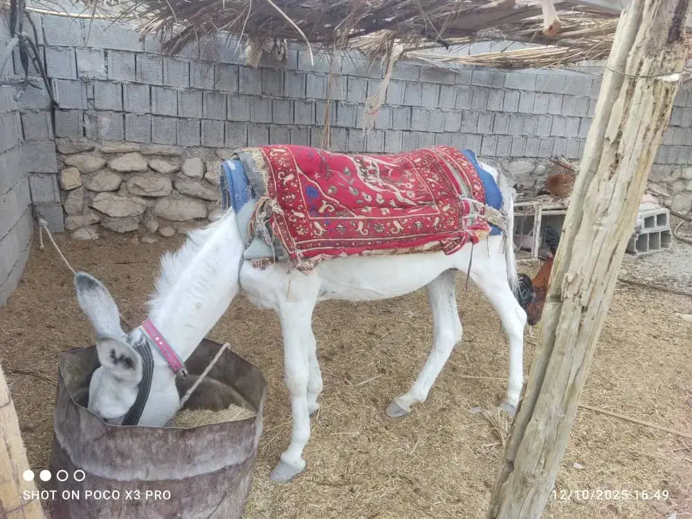 خر الاغ|حیوانات مزرعه|برازجان, |دیوار