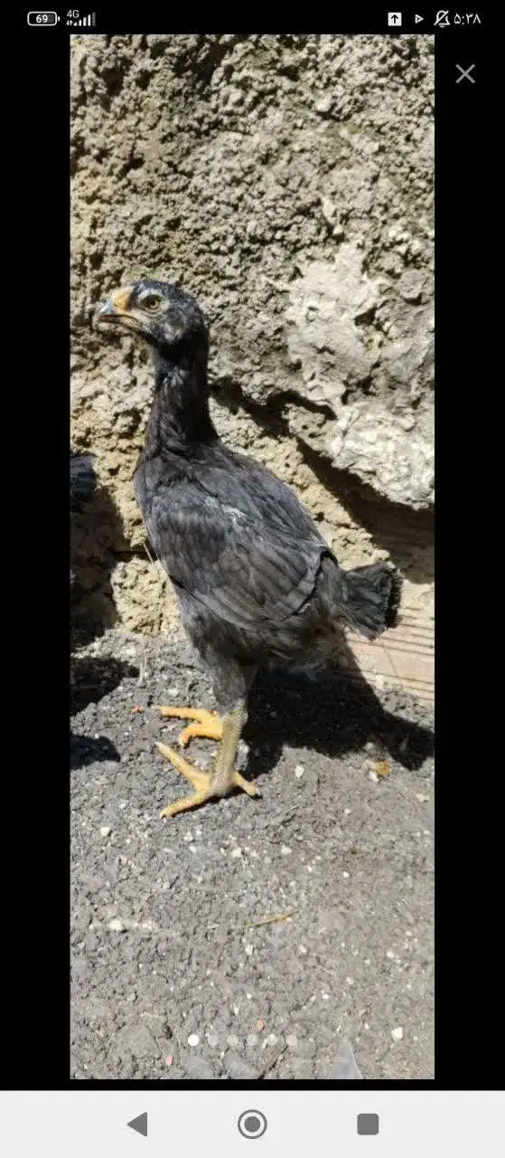 جوجه لاری|حیوانات مزرعه|بهشهر, |دیوار