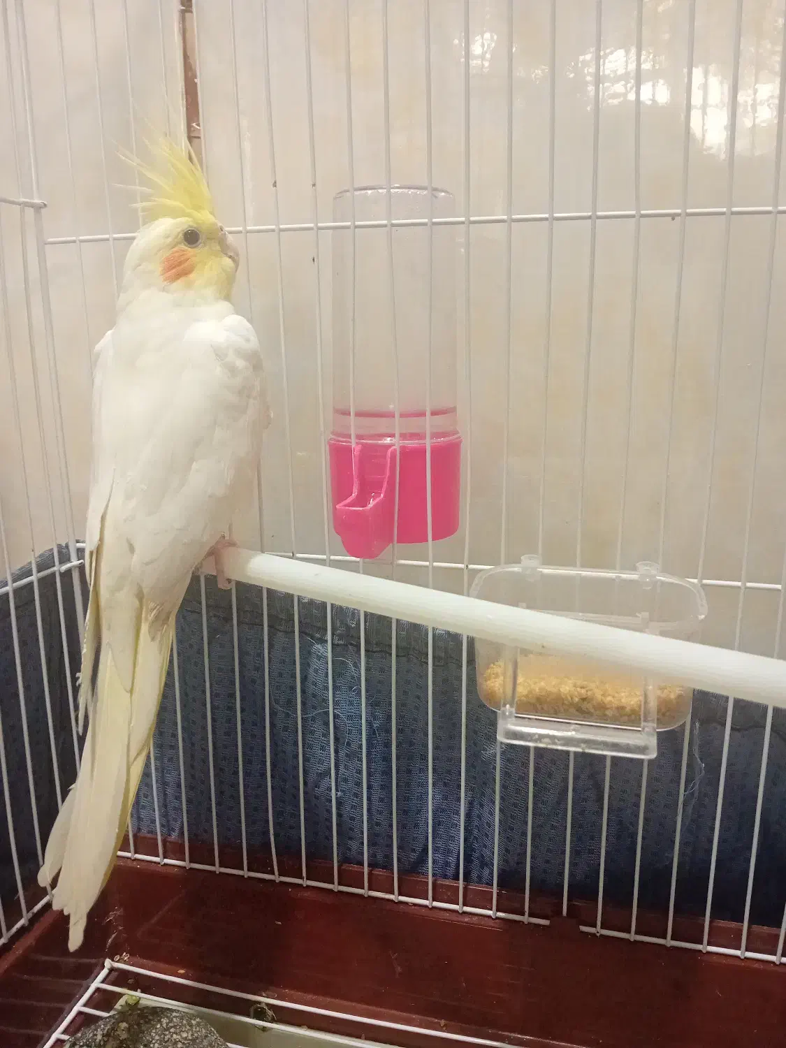 عروس هلندی نر|پرنده|آشخانه, |دیوار