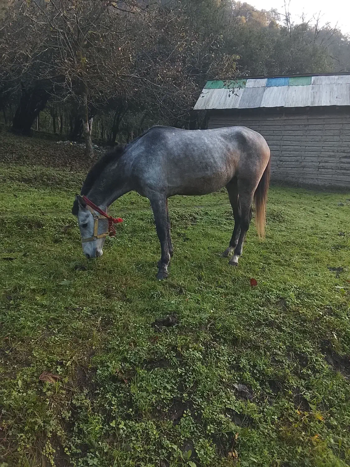 فروش نریان سواری|اسب و تجهیزات اسب‌سواری|حویق, |دیوار