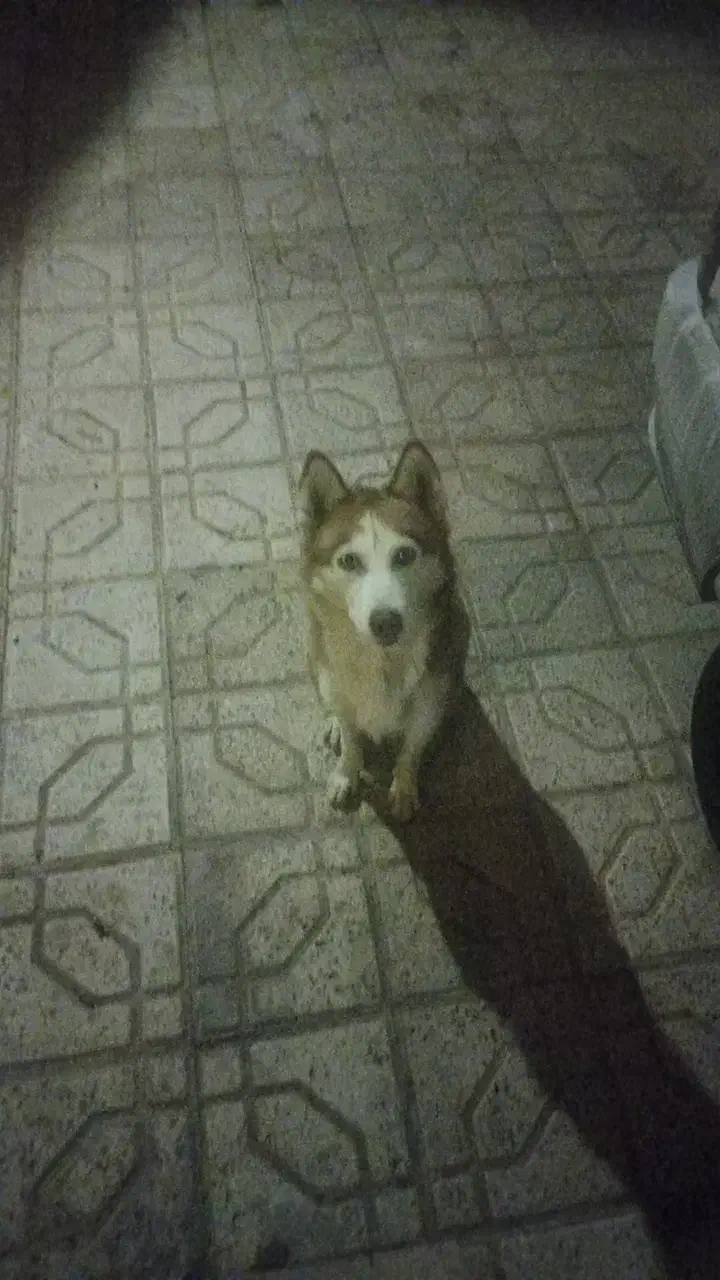 هاسکی زرد چشم یخی|سگ|مشهد, کلاکوب|دیوار