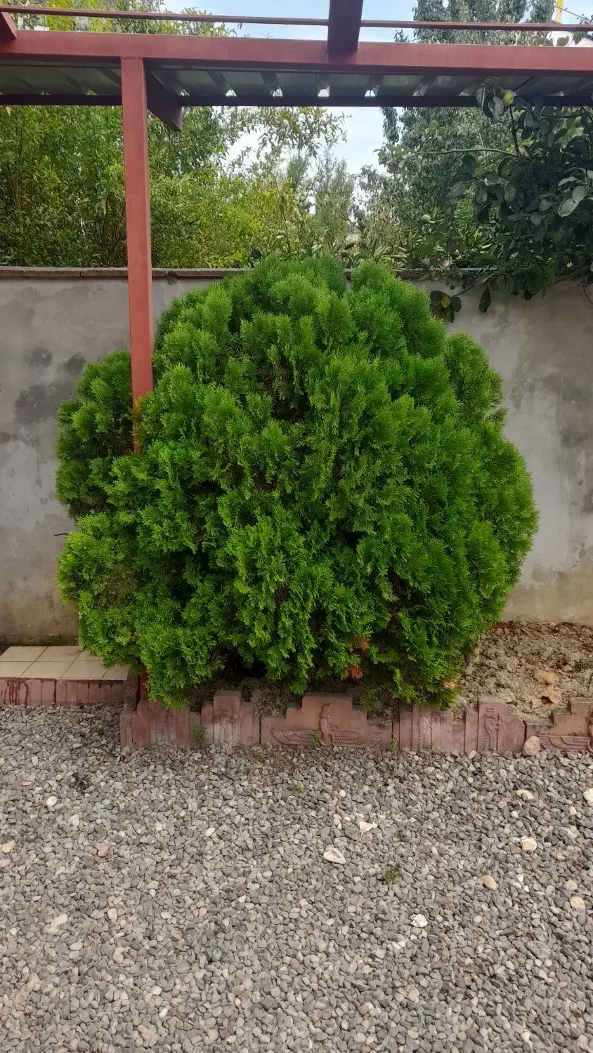 درخت سرو توپی سرحال|گل و گیاه طبیعی|رویان, |دیوار