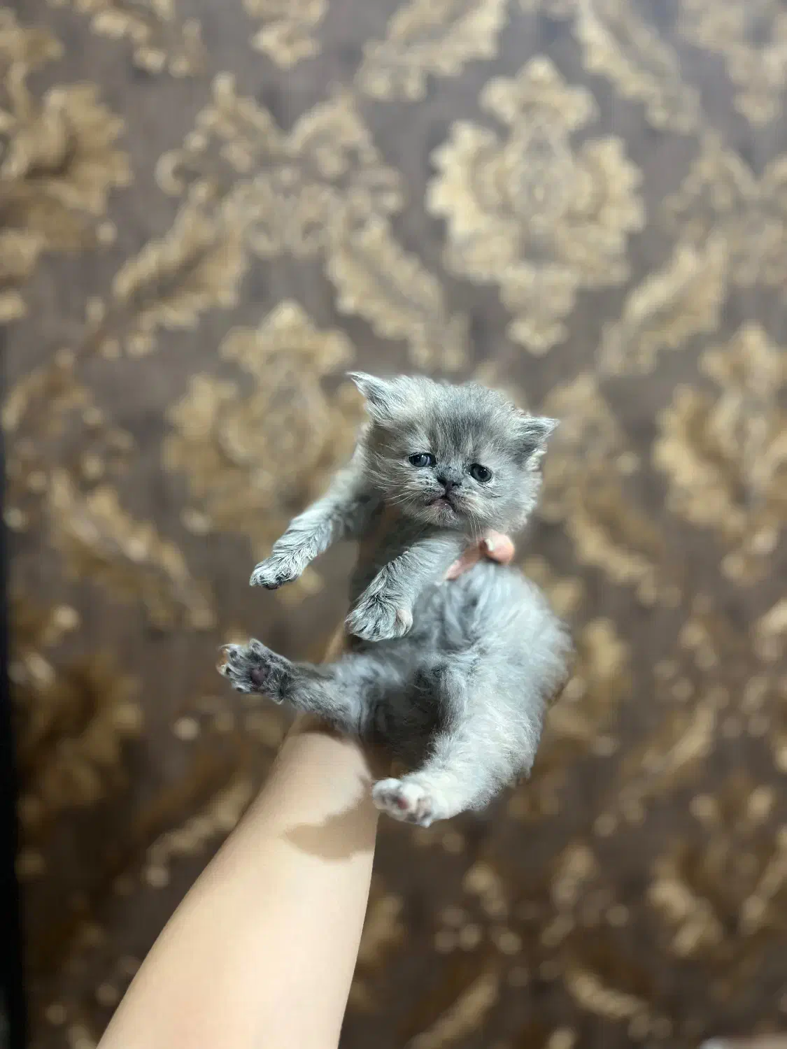 بچه گربه پرشین اصیل|گربه|بجنورد, |دیوار