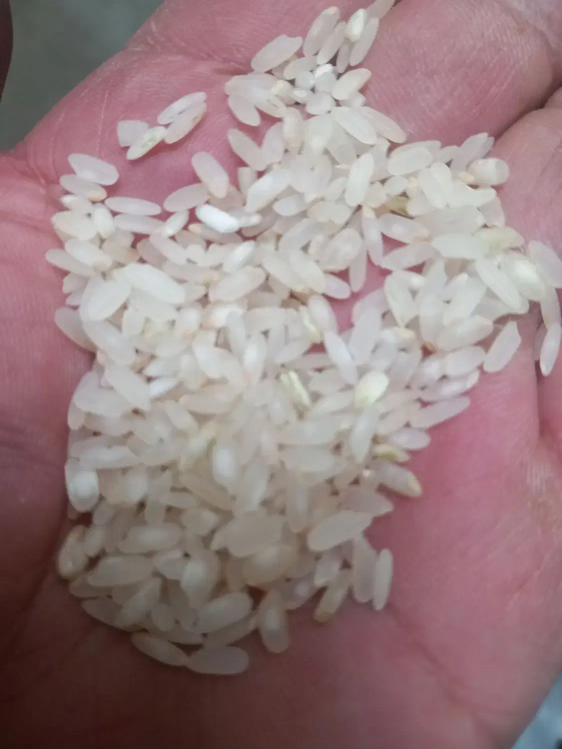 فروش برنج کامفیروزی بدون خورده در حد عالی|خوردنی و آشامیدنی|شیراز, دکتر حسابی|دیوار