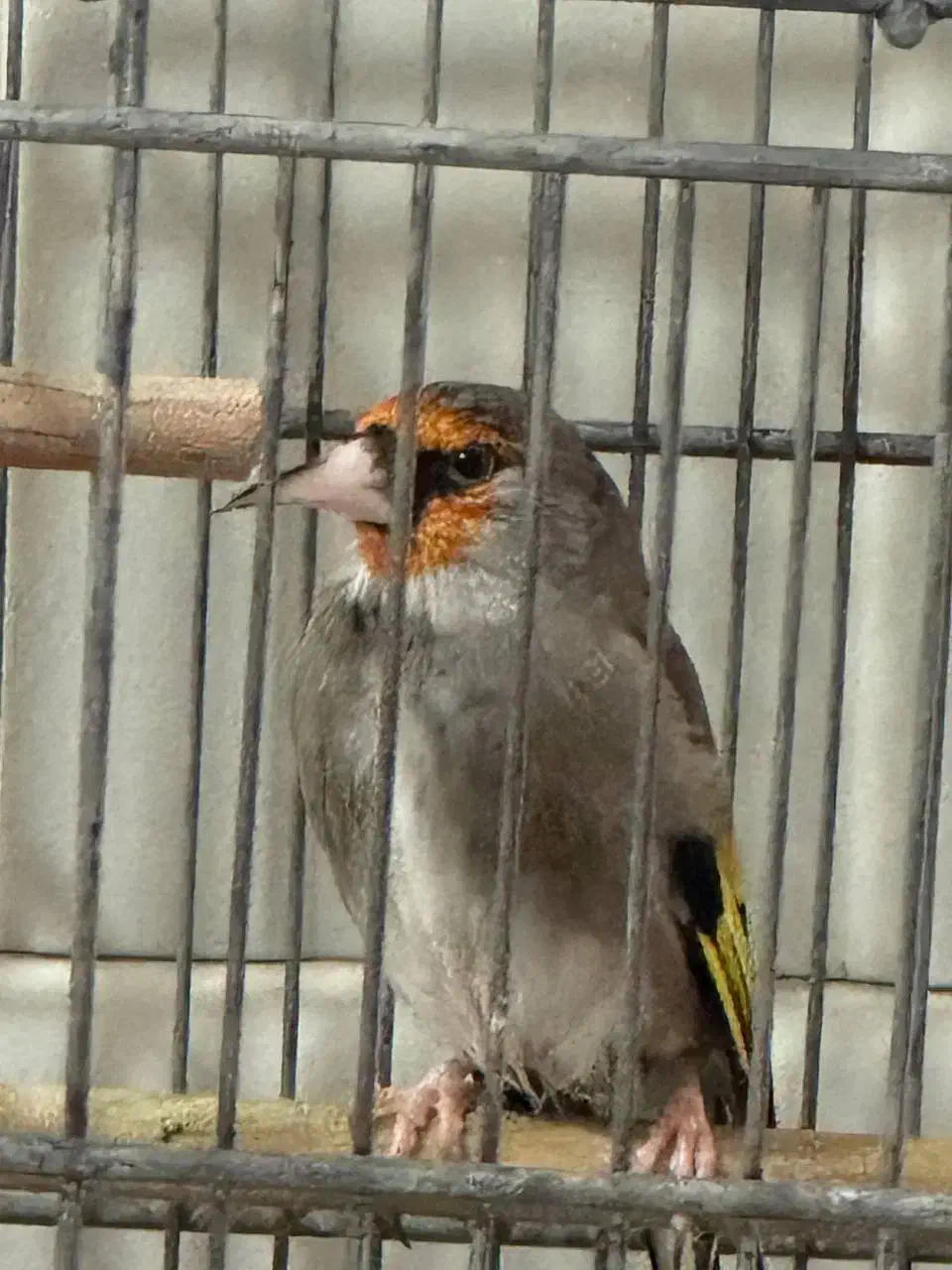 سهره دورگ زاغ طوقدار گل دو طرف قفل|پرنده|پاکدشت, حصار امیر|دیوار