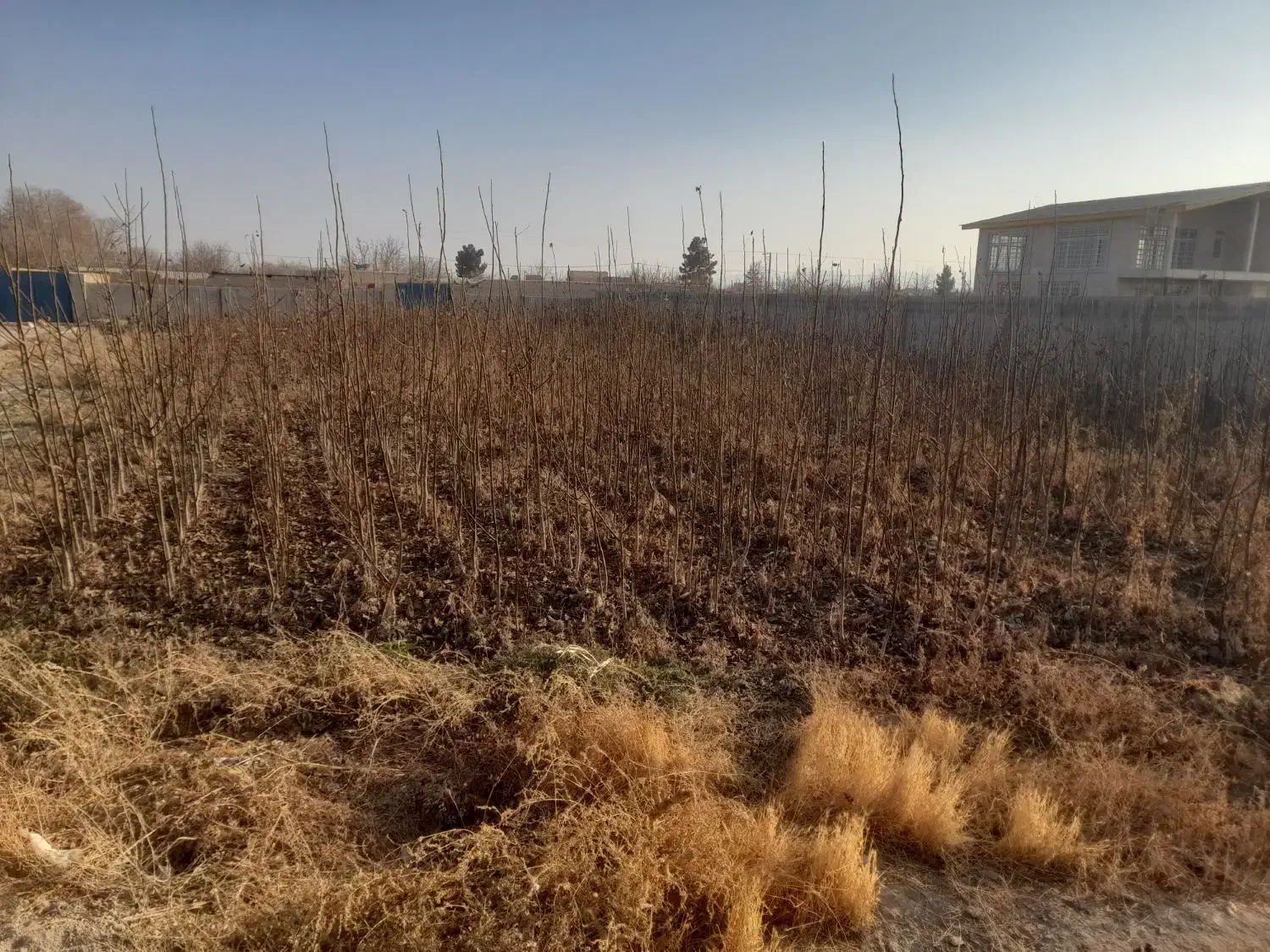 باسلام خدمت باغداران کشاورزان عزیز تعداد ۴۰۰۰گردو|خدمات باغبانی و درختکاری|چناران, |دیوار
