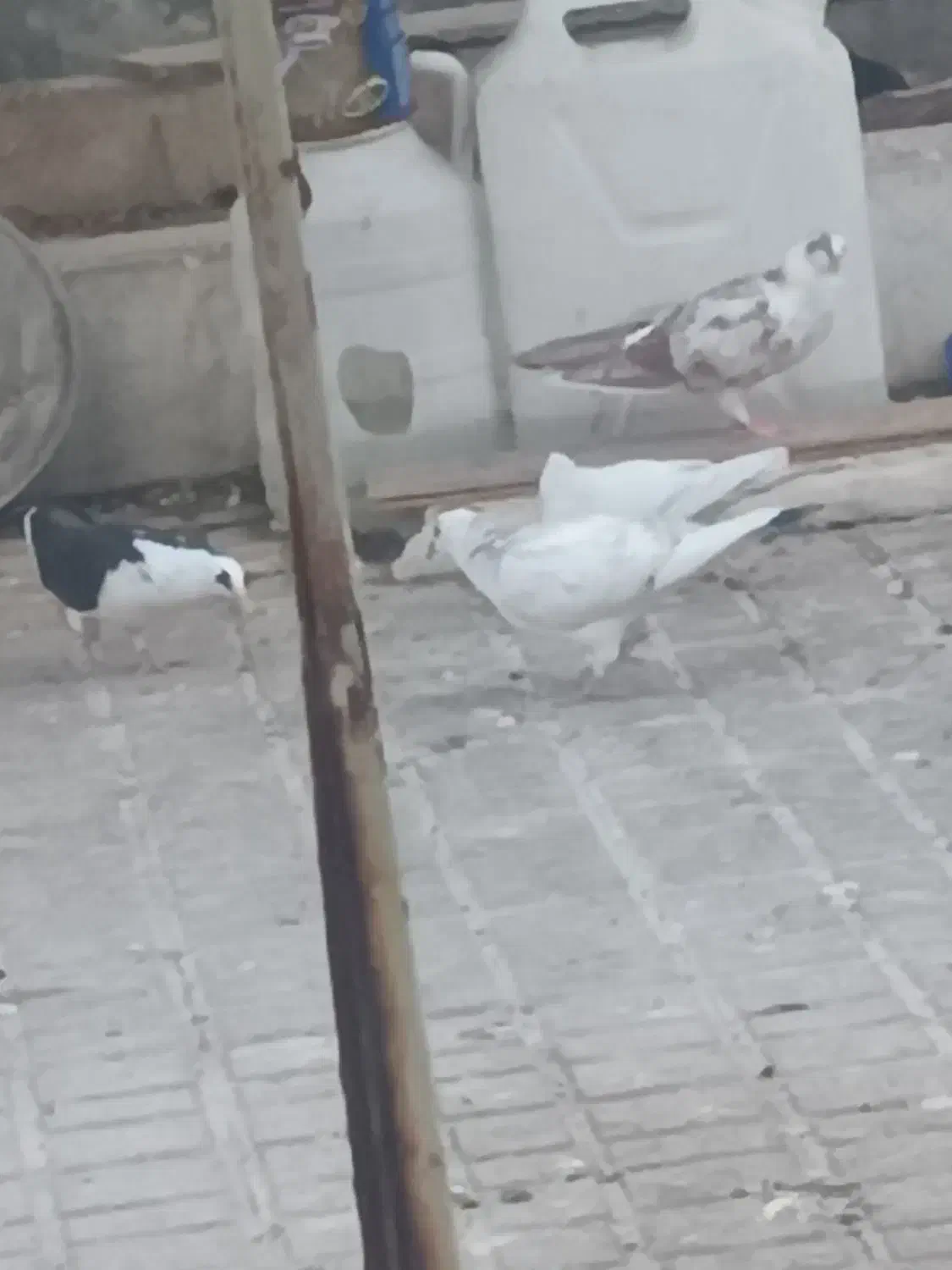 در حدود سه یا ۴ کیسه کود کفتر|گل و گیاه طبیعی|بیرجند, |دیوار