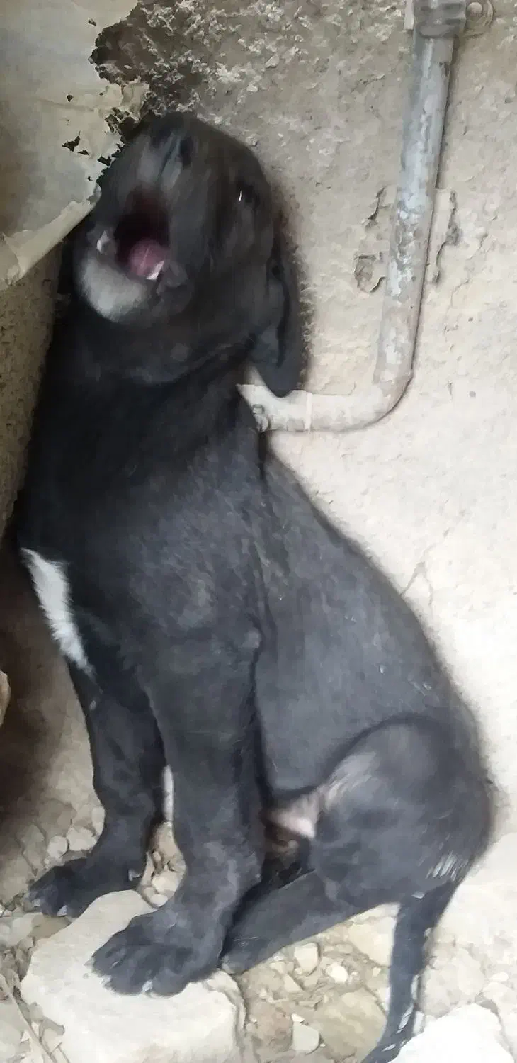 سرابی نر اصیل|سگ|هشتگرد, تهران دشت|دیوار