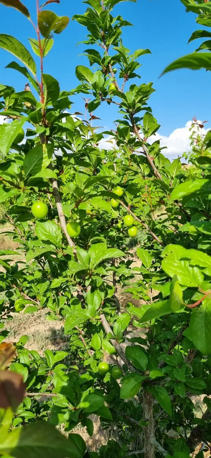 باغ فروشی بسطام|فروش دفتر صنعتی، کشاورزی، تجاری|بسطام, |دیوار