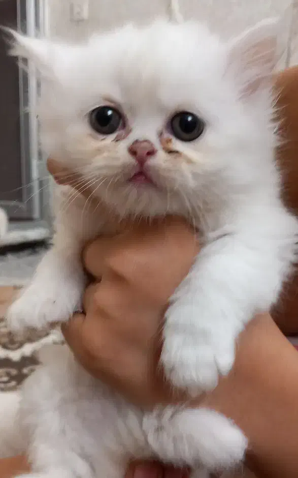 واگذاری گربه پرشین|گربه|تهران, مشیریه|دیوار