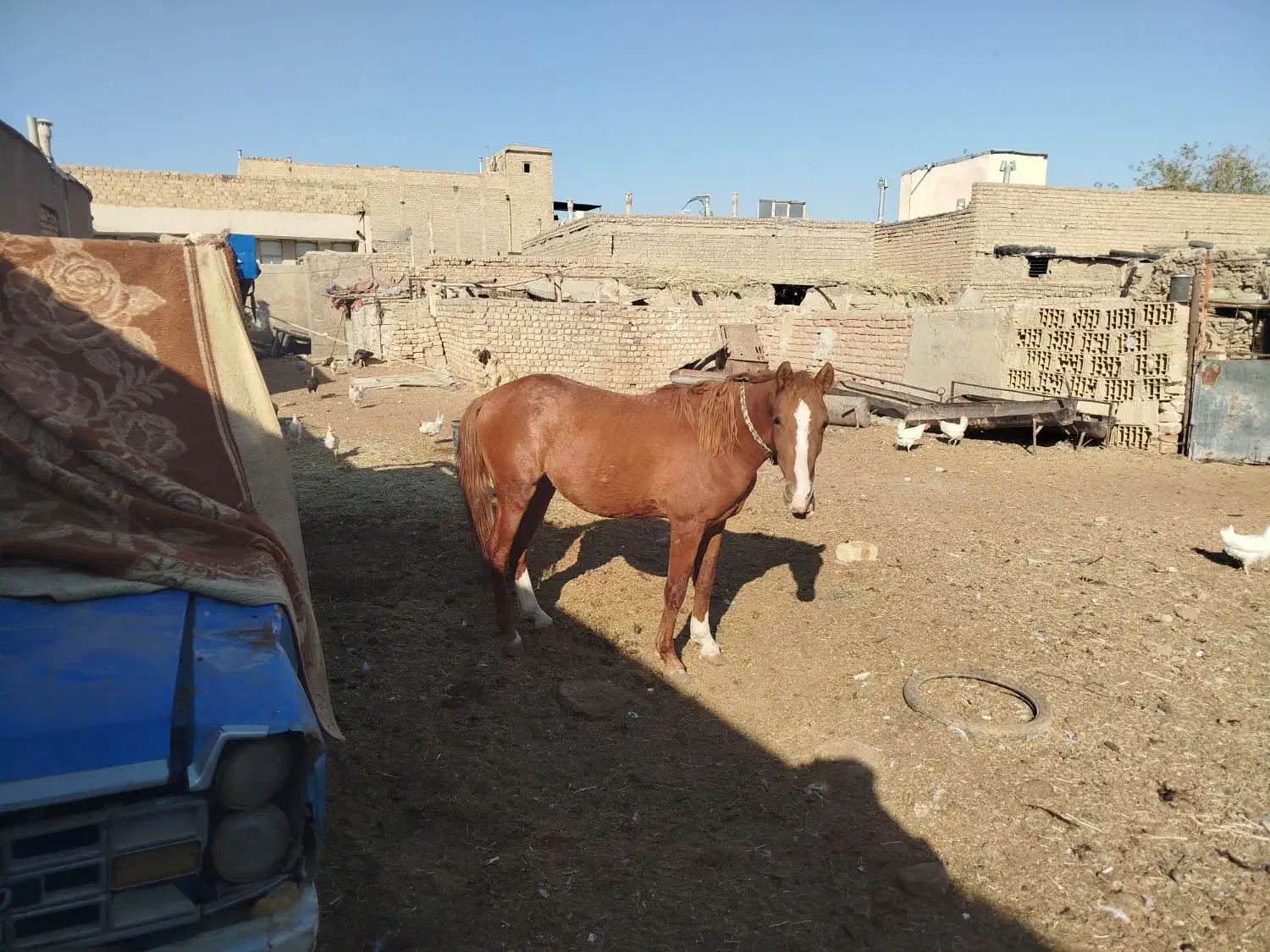 کره اسب دوساله|اسب و تجهیزات اسبسواری|قمرود, |دیوار