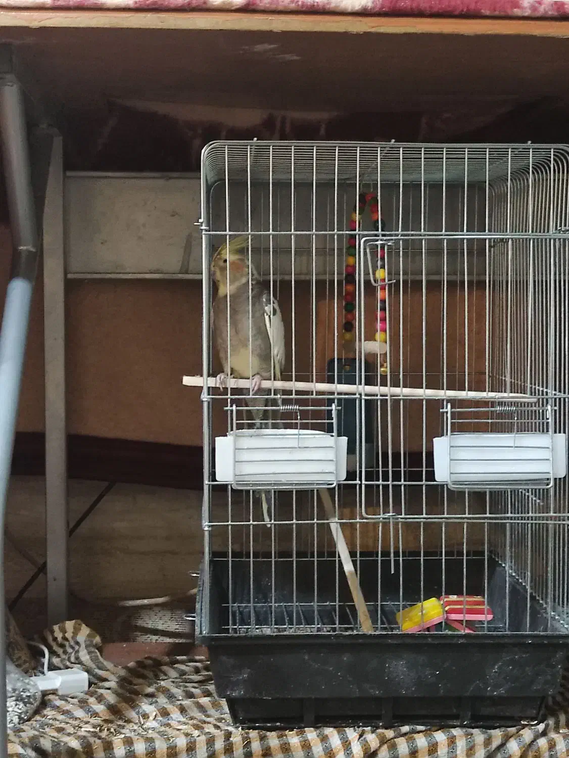 عروس هلندی|پرنده|فرخ‌شهر, |دیوار